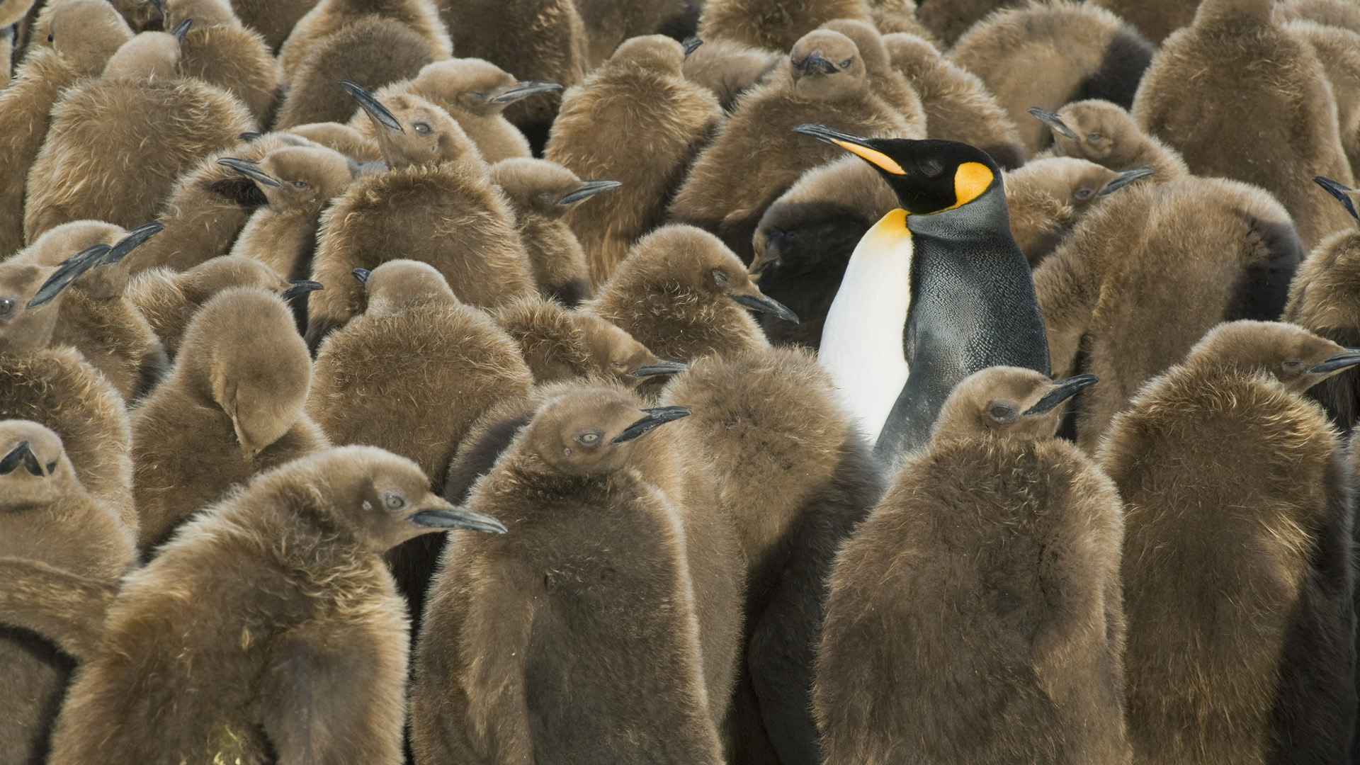 Emperor Penguin HD Wallpaper by Don Paulson
