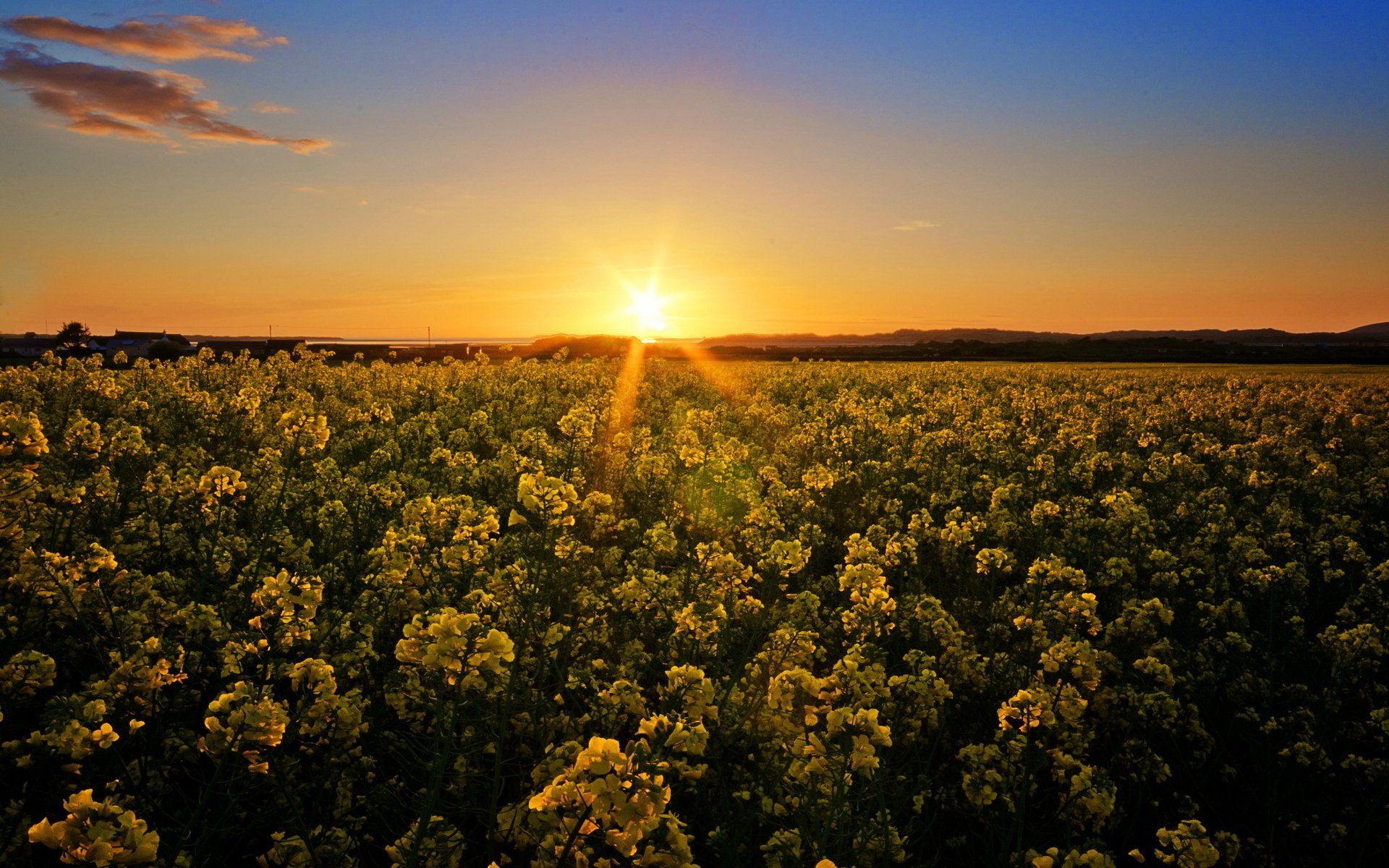HD PC desktop wallpaper featuring a sunbeam shining over a vast field of yellow flowers under a clear blue sky at sunset, showcasing the beauty of nature.