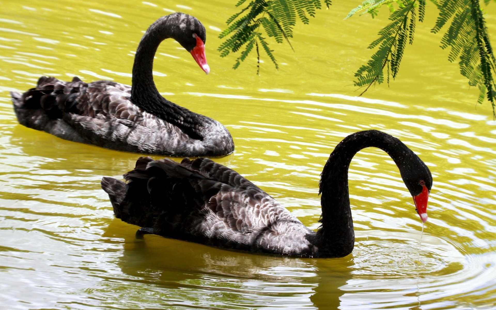Download Animal Black Swan HD Wallpaper