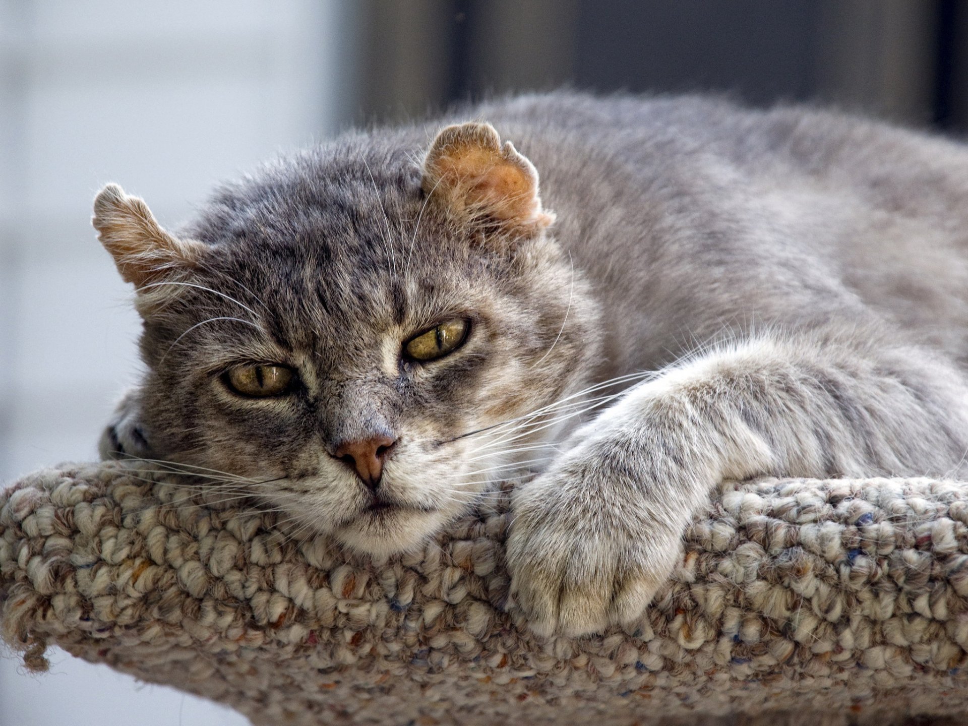 HD PC wallpaper featuring a close-up of a relaxed wildcat with gray fur resting on a textured surface, capturing the animal’s intense yellow eyes and calm demeanor.