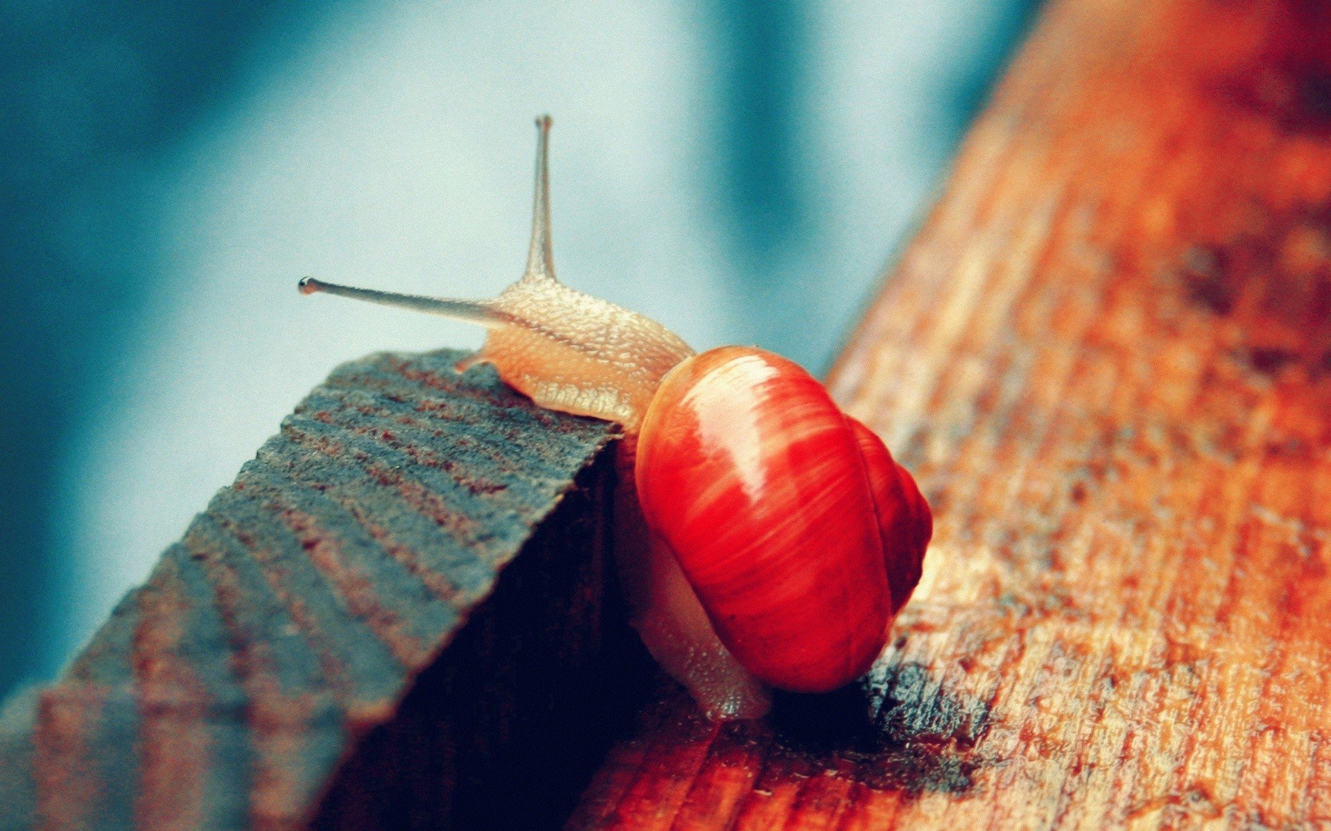 Snail HD Wallpaper
