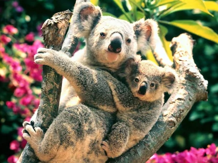 Animal koala HD Desktop Wallpaper | Background Image