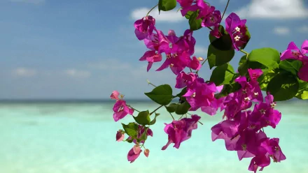 Vibrant bougainvillea flowers in shades of pink gently cascade against a backdrop of serene blue water and a clear sky, creating a stunning HD desktop wallpaper.