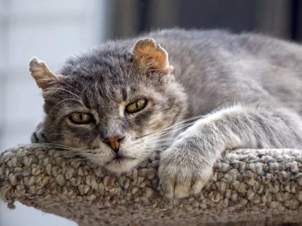 Animal wildcat HD Desktop Wallpaper | Background Image