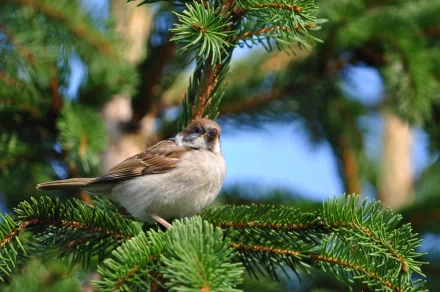 A sparrow perched on a green pine branch against a clear blue sky, captured in a detailed 4K Ultra HD PC desktop wallpaper showcasing natural beauty.