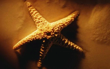 Animal starfish HD Desktop Wallpaper | Background Image