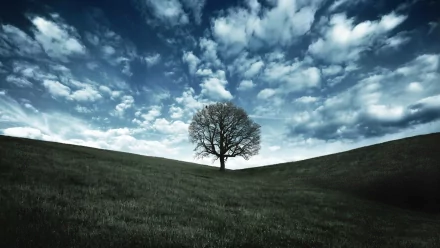 nature oak tree HD Desktop Wallpaper | Background Image