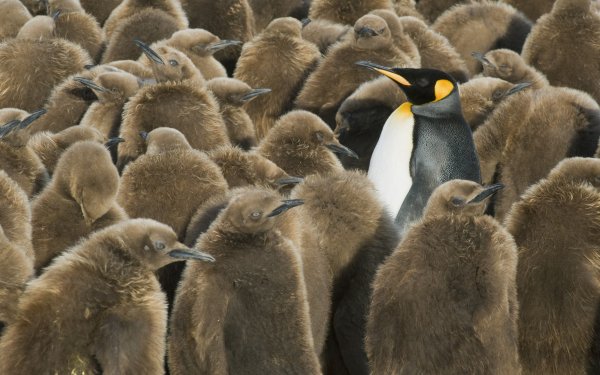 Animal Emperor Penguin Birds Penguins Sandwich Islands Penguin Bird HD Wallpaper | Background Image
