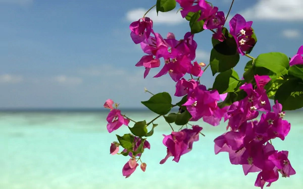 Vibrant bougainvillea flowers in shades of pink gently cascade against a backdrop of serene blue water and a clear sky, creating a stunning HD desktop wallpaper.