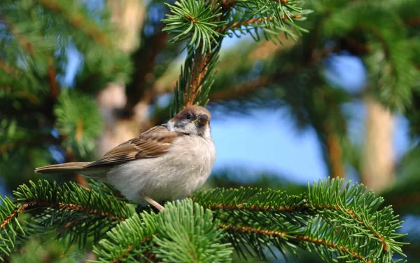 A sparrow perched on a green pine branch against a clear blue sky, captured in a detailed 4K Ultra HD PC desktop wallpaper showcasing natural beauty.