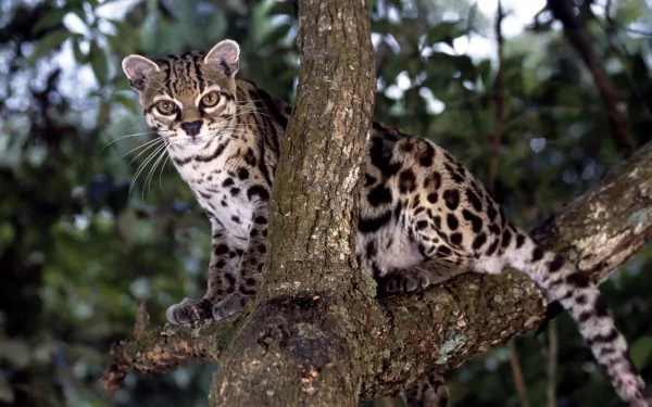 Animal ocelot HD Desktop Wallpaper | Background Image