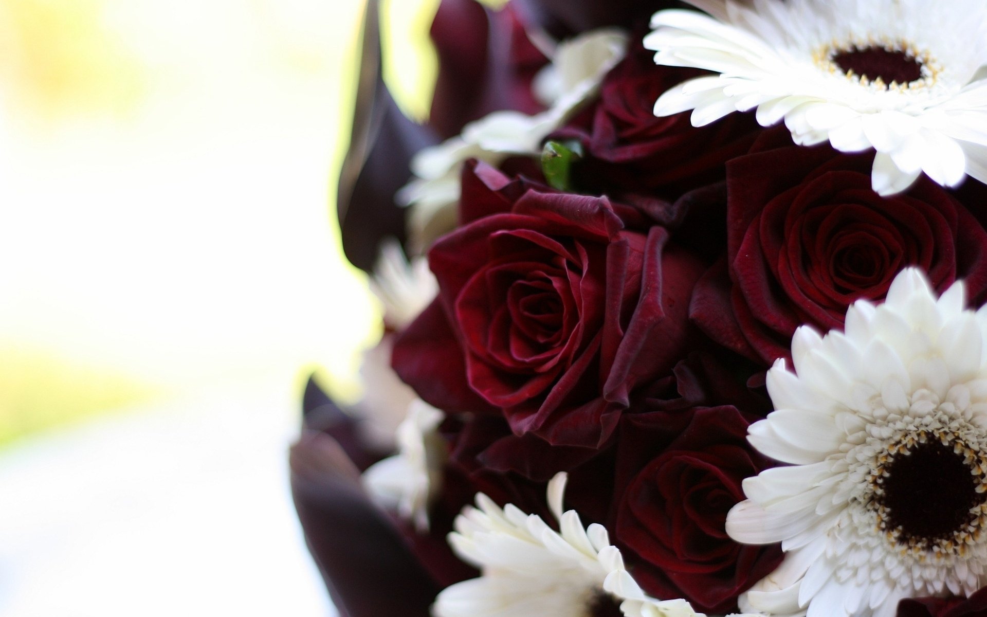A vibrant bouquet featuring deep red roses and white daisies, set against a soft background, creating a beautiful nature-inspired desktop wallpaper.