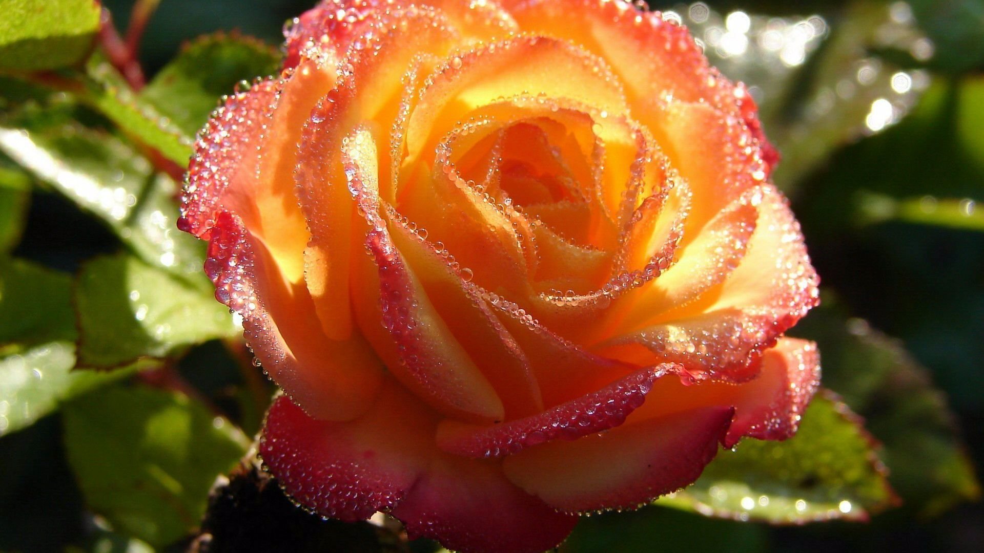 Gül HD Duvar Kağıtları / Rose HD Wallpapers 62 NisanBoard Flatcast