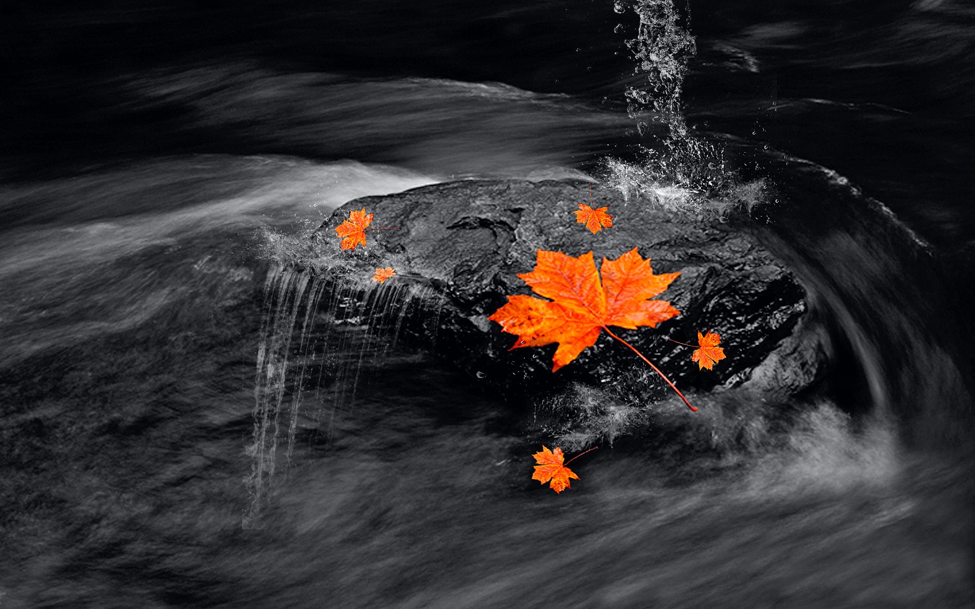 Чёрная вода и листья