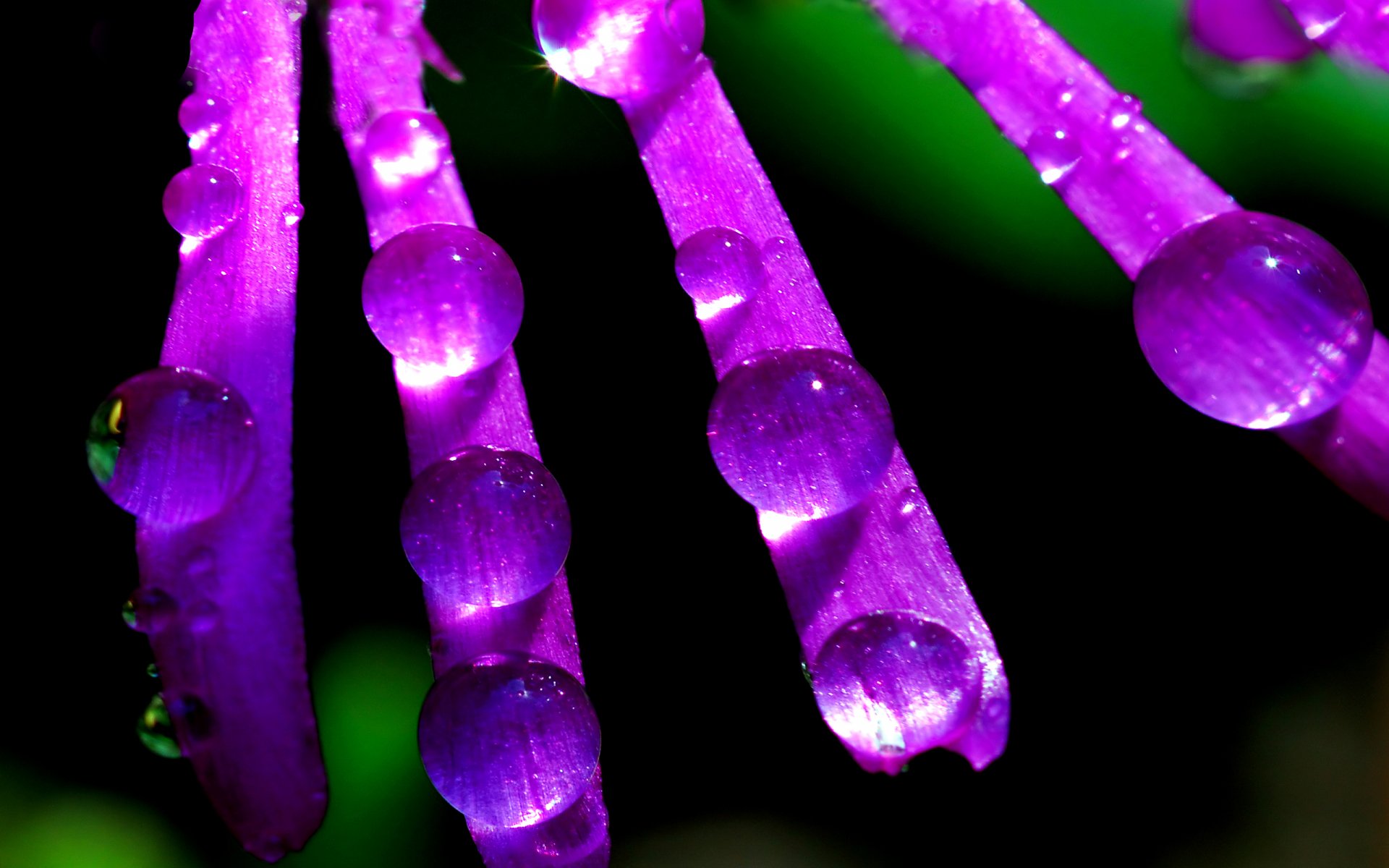 Download Nature Water Drop HD Wallpaper