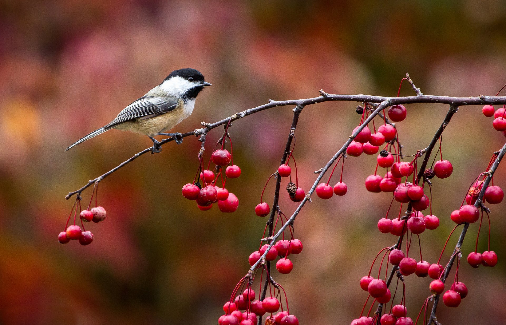 HD PC desktop wallpaper showing a titmouse perched on a thin branch laden with red berries against a soft, warm autumnal background.