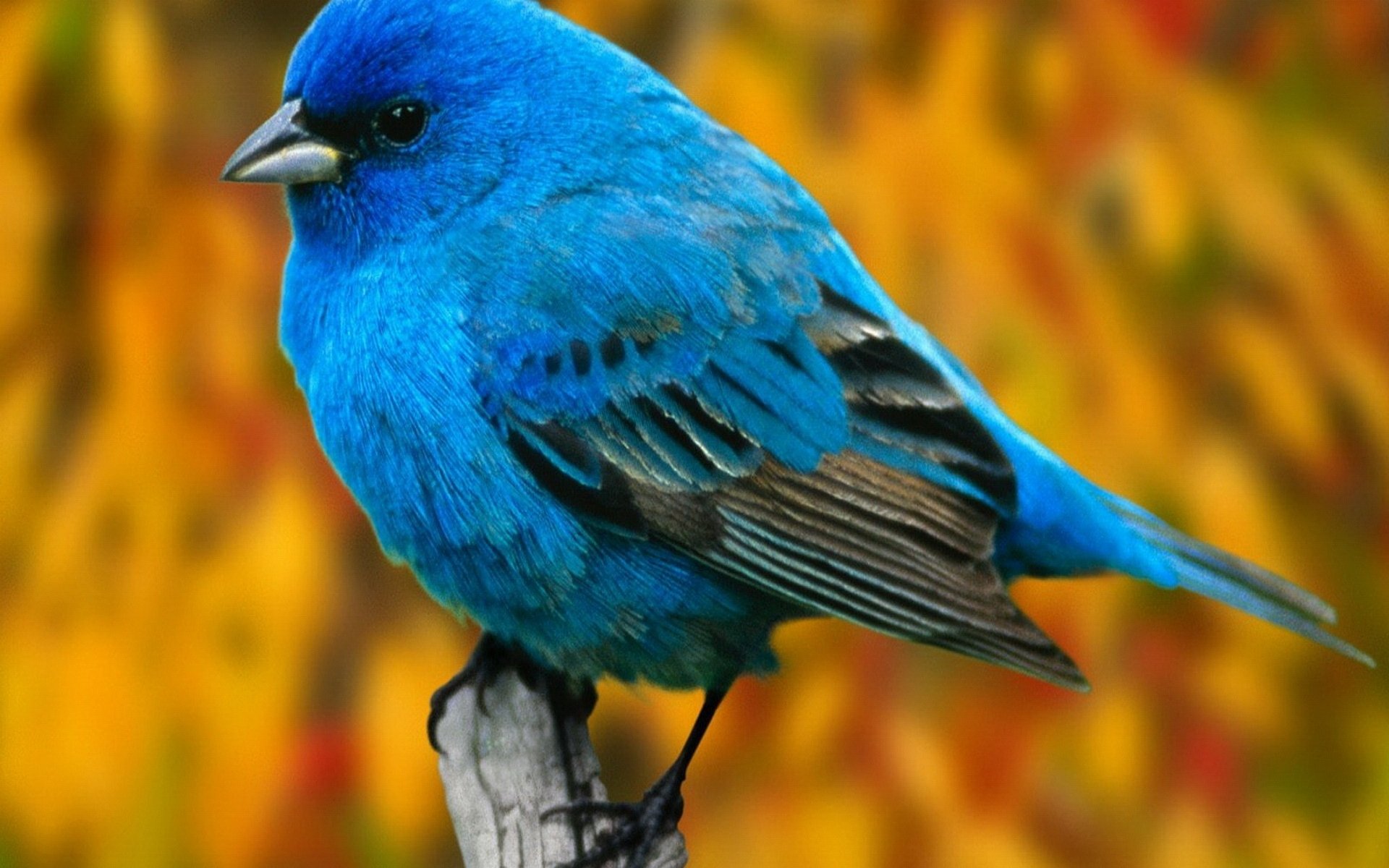 Vivid Indigo Finch — HD Bird Wallpaper | 1920x1200 | Wallpaper Abyss