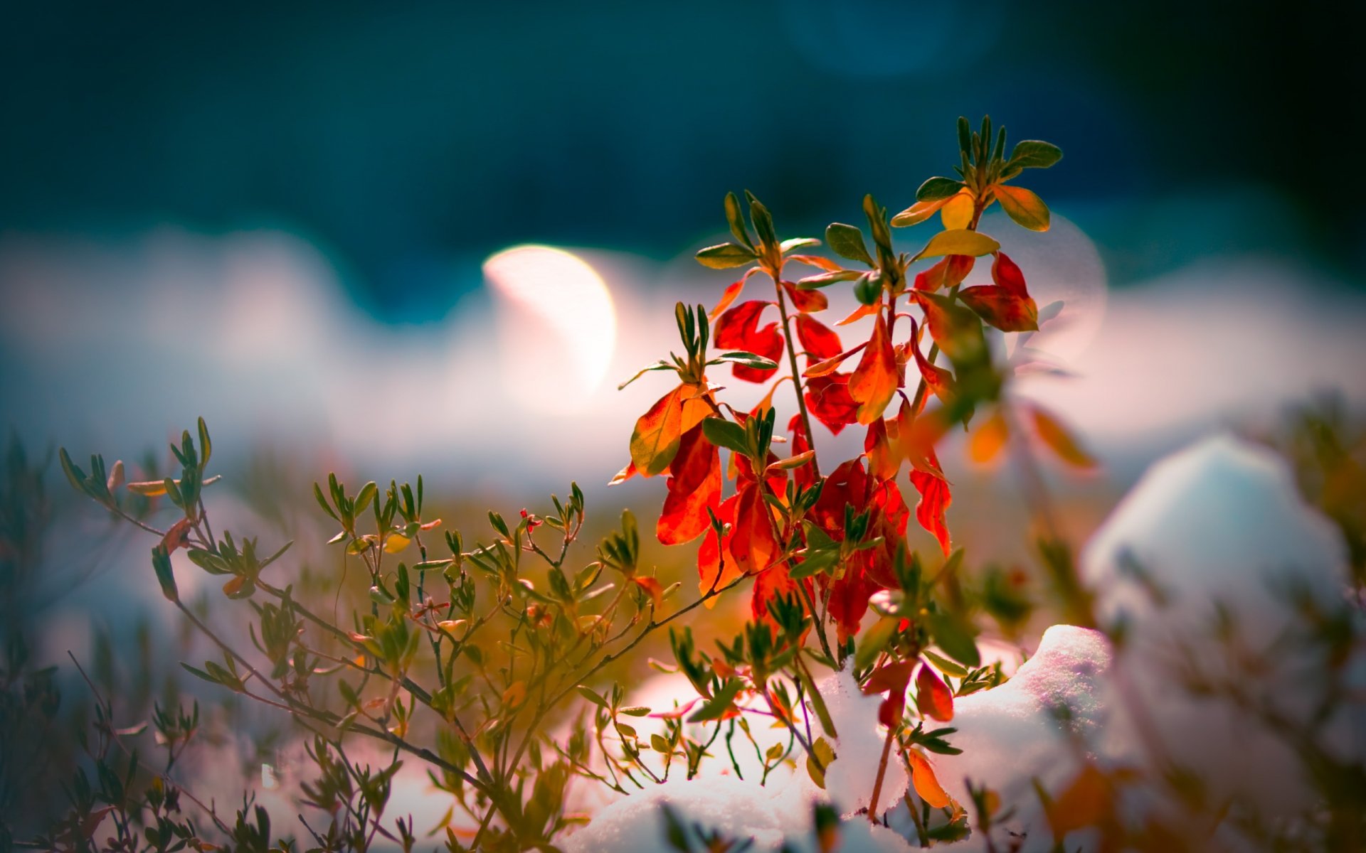 A close-up of vibrant red and green foliage against a blurred background, capturing the essence of fall in nature. This HD image serves as an appealing desktop wallpaper.