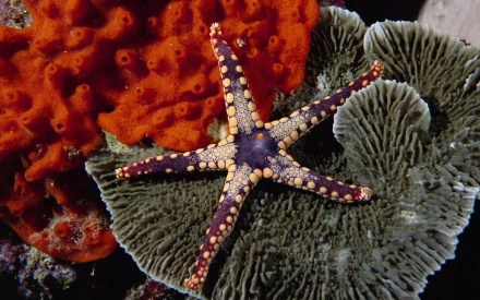Animal starfish HD Desktop Wallpaper | Background Image
