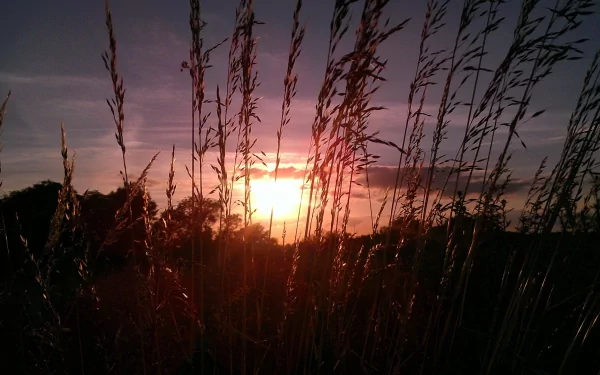 nature sunset HD Desktop Wallpaper | Background Image