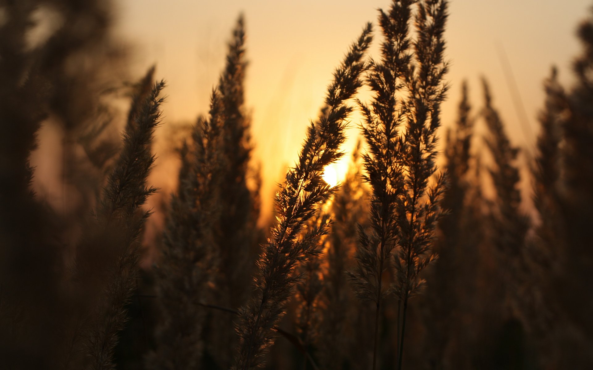 Download Nature Sunset HD Wallpaper | 2560x1600 | Wallpaper Abyss