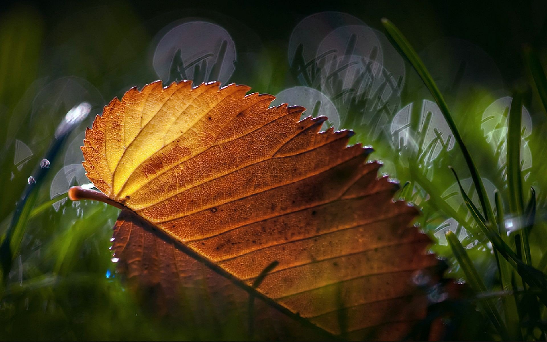 Download Nature Leaf HD Wallpaper