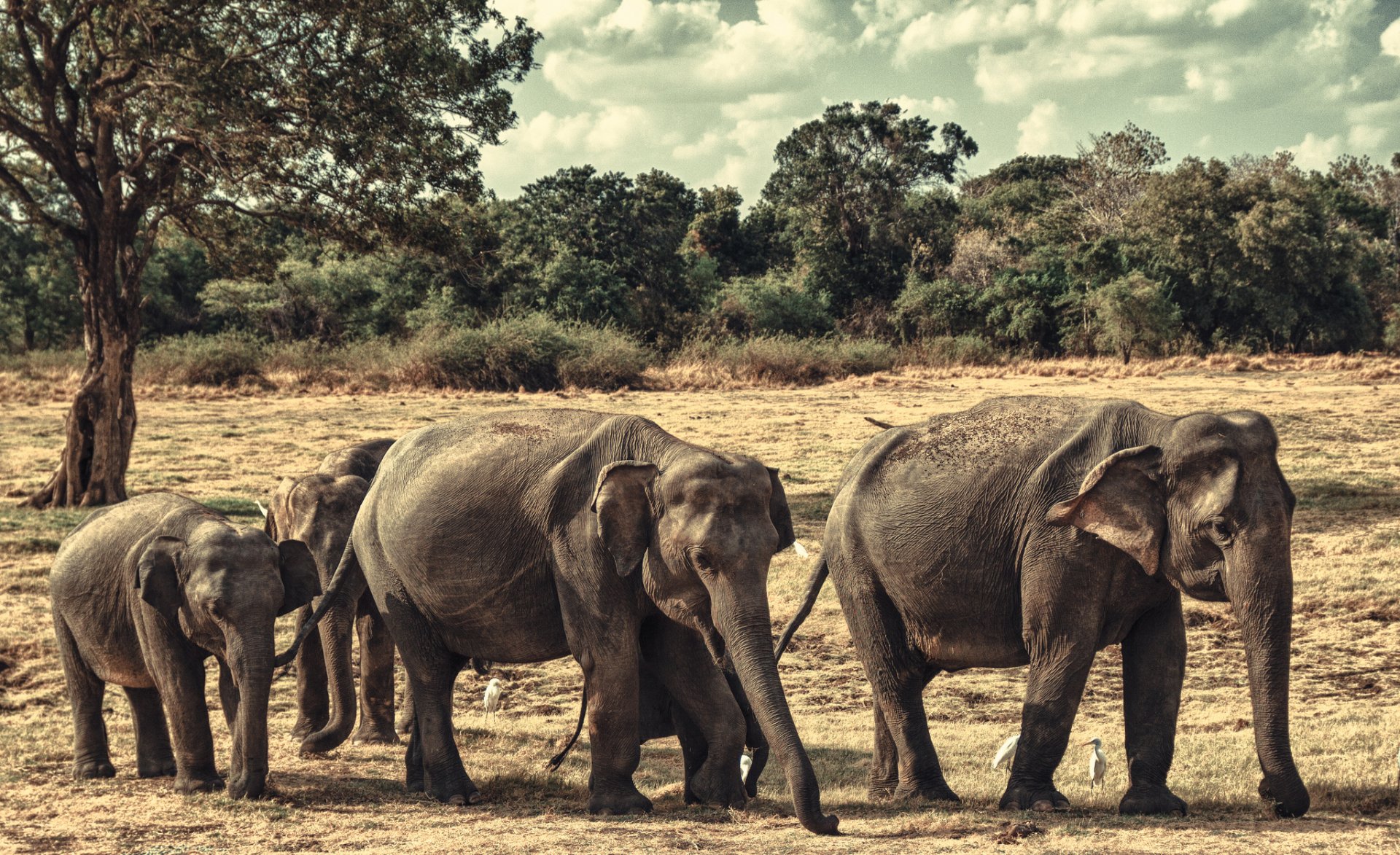 HD PC desktop wallpaper of a herd of Asian elephants walking across a dry plain with scattered trees and a cloudy sky.