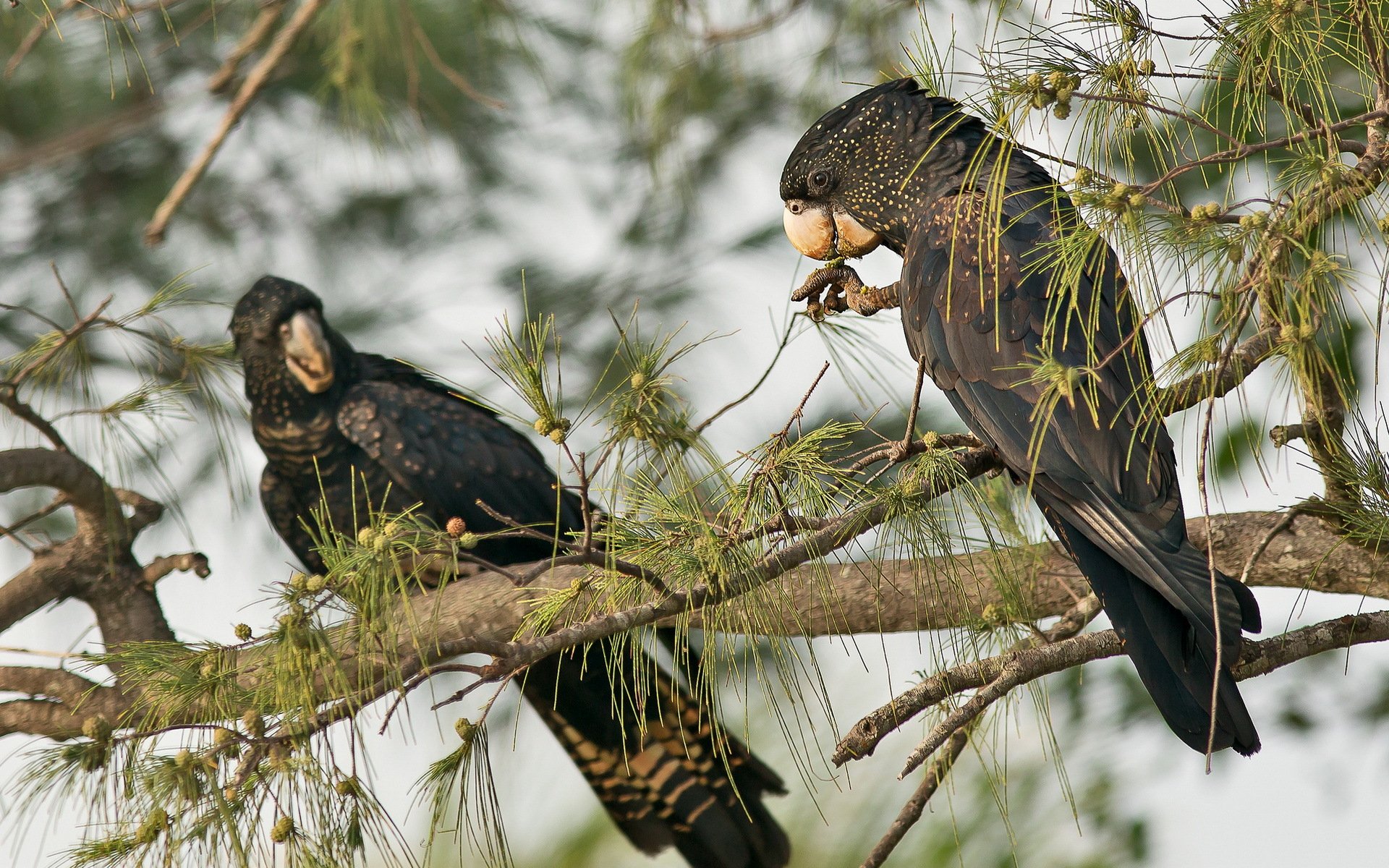 Animal — HD PC desktop wallpaper: two red-tailed black cockatoos perched in pine-like branches, one feeding on seeds against a soft muted green-gray background.