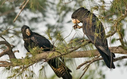 Animal — HD PC desktop wallpaper: two red-tailed black cockatoos perched in pine-like branches, one feeding on seeds against a soft muted green-gray background.