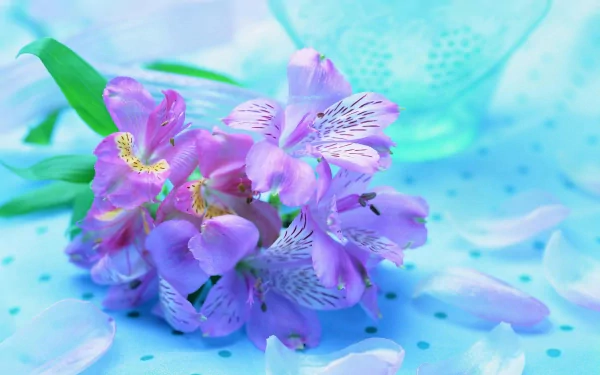HD PC desktop wallpaper featuring a close-up of delicate purple iris flowers against a soft, pastel blue background, highlighting nature’s intricate beauty.