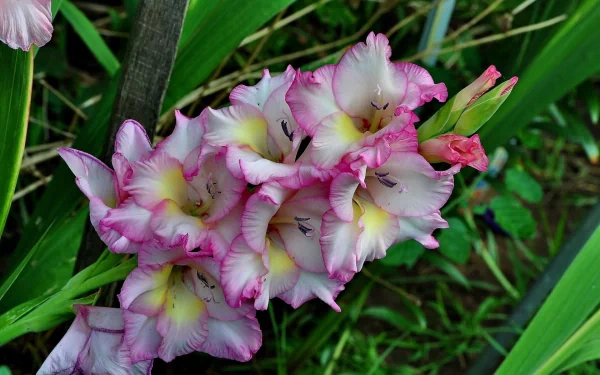 nature gladiolus HD Desktop Wallpaper | Background Image