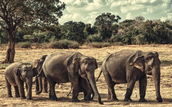 Animal Asian Elephant Elephants HD Wallpaper | Background Image