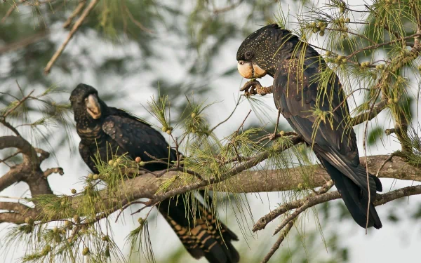 Animal — HD PC desktop wallpaper: two red-tailed black cockatoos perched in pine-like branches, one feeding on seeds against a soft muted green-gray background.