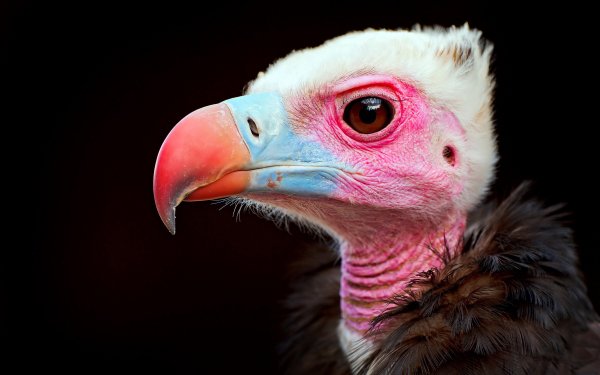 Animal Vulture Birds Birds of prey HD Wallpaper | Background Image