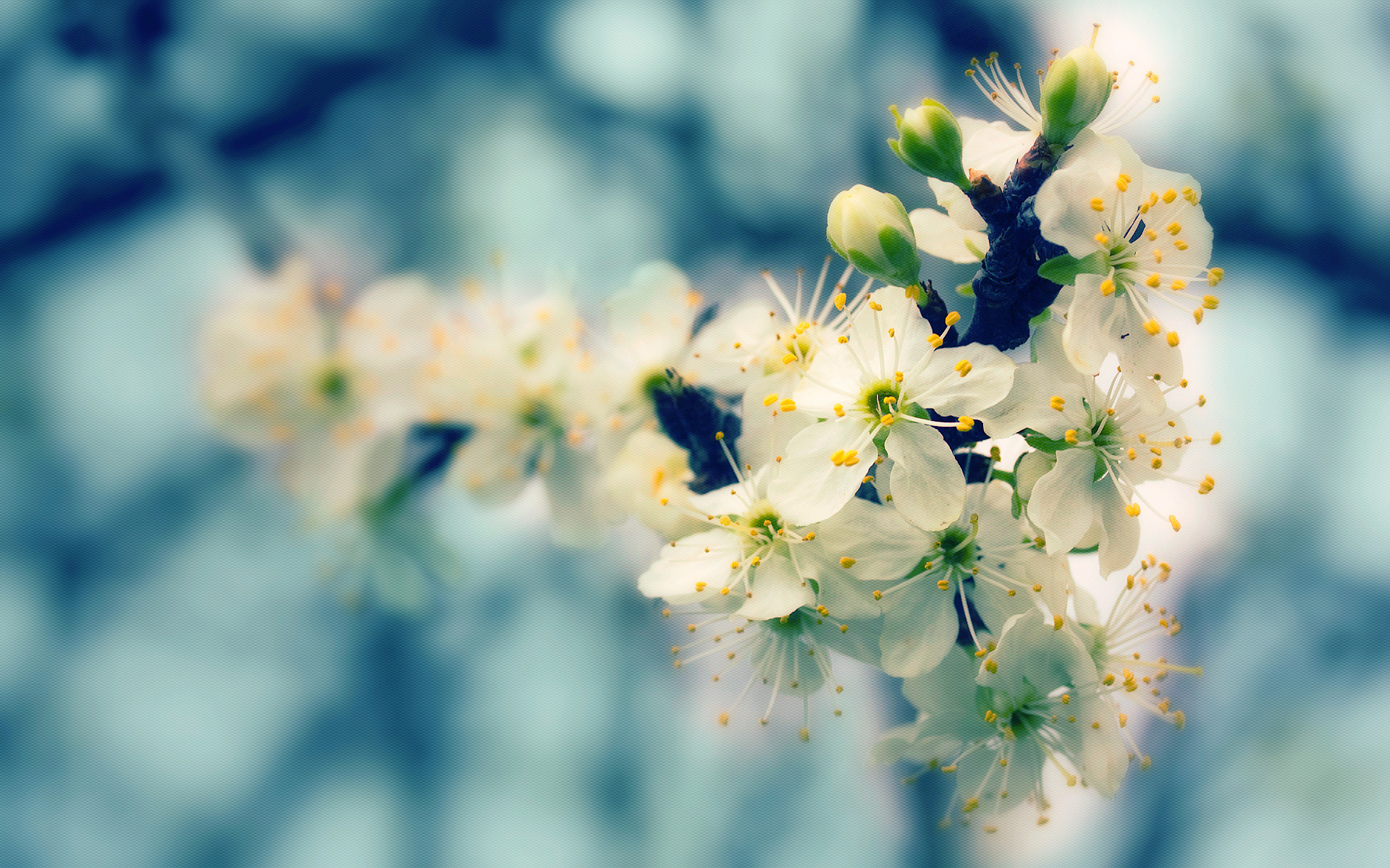 Download Nature Blossom HD Wallpaper