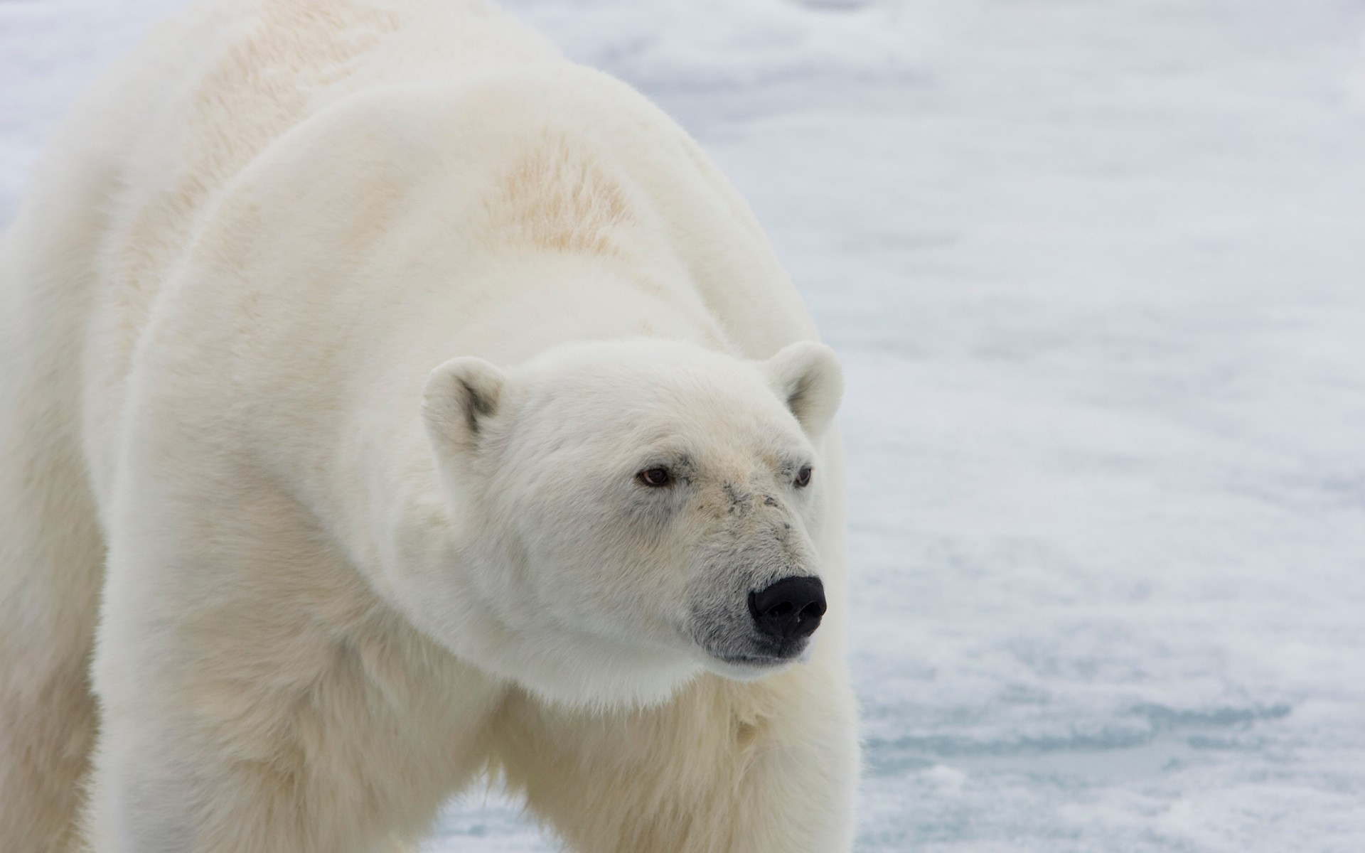 Download Animal Polar Bear HD Wallpaper