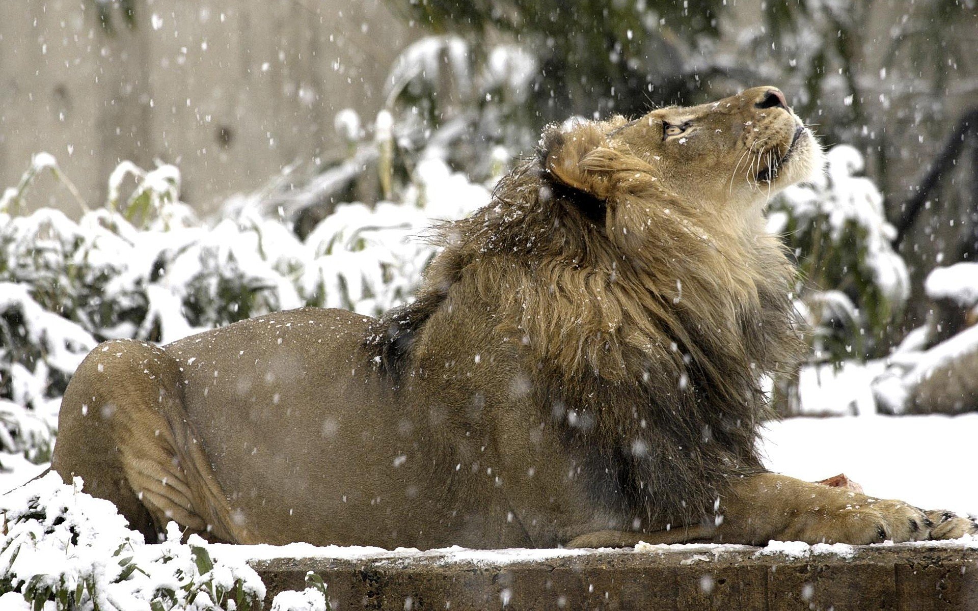 Regal male lion with full mane lounging in falling snow at the Smithsonian Zoo — HD PC desktop wallpaper and background.