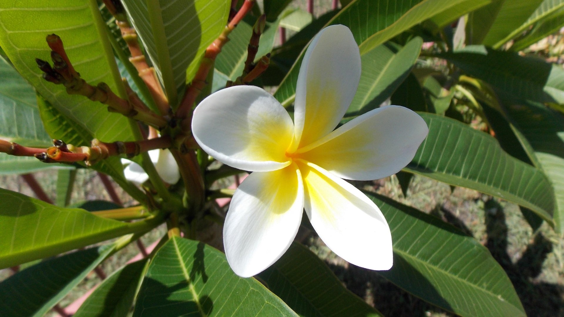 HD desktop wallpaper featuring a vibrant plumeria (frangipani) flower with white petals and yellow center amidst green leaves in natural sunlight.