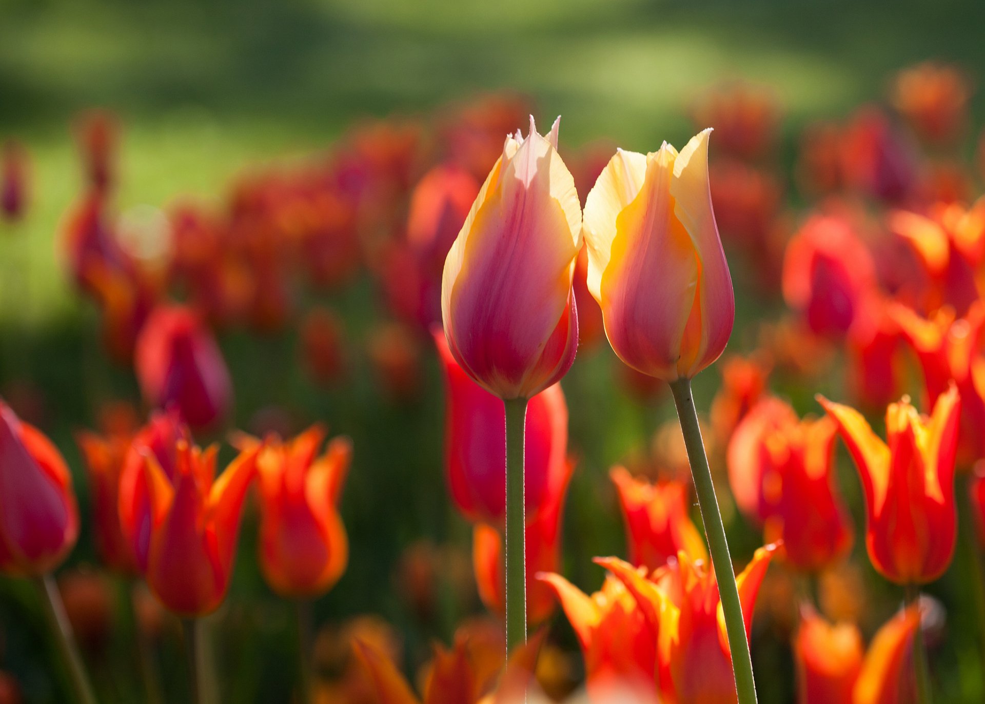 A vibrant display of tulips in shades of orange and yellow, captured in stunning detail, creating a beautiful nature-inspired HD desktop wallpaper.