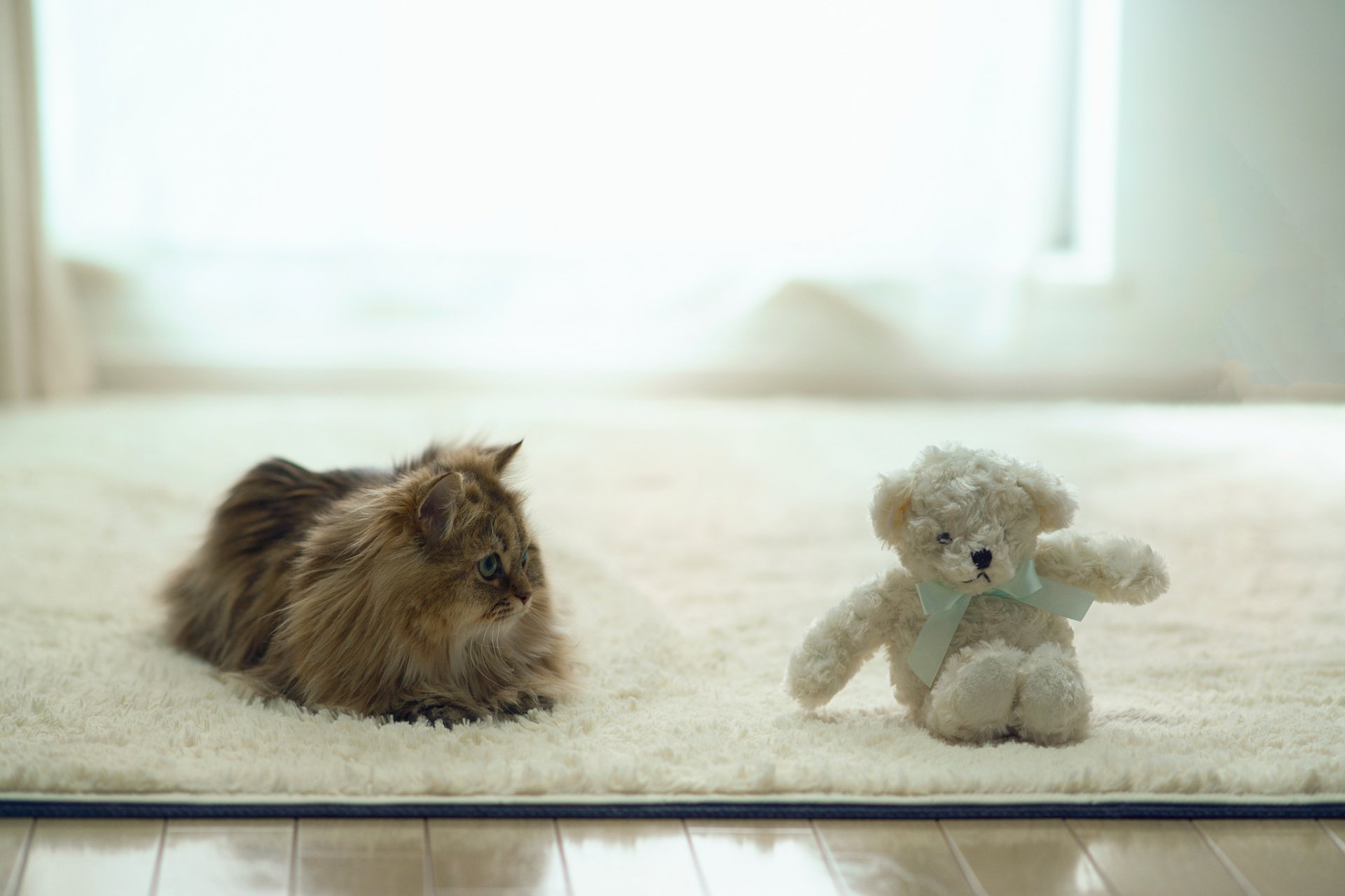 A cozy HD desktop wallpaper featuring a fluffy cat lying beside a cute teddy bear, set on a soft rug with natural light streaming in from a nearby window.