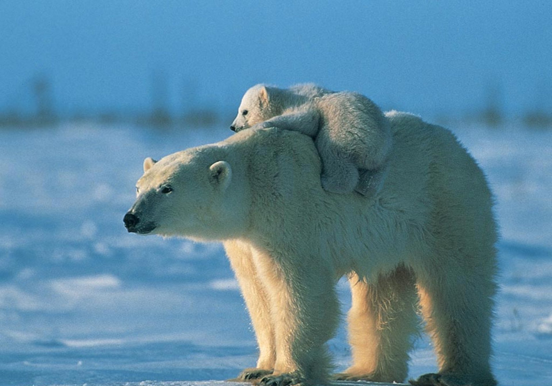 A high-definition desktop wallpaper featuring a polar bear cub riding on the back of an adult polar bear, set against a snowy landscape under a clear blue sky.
