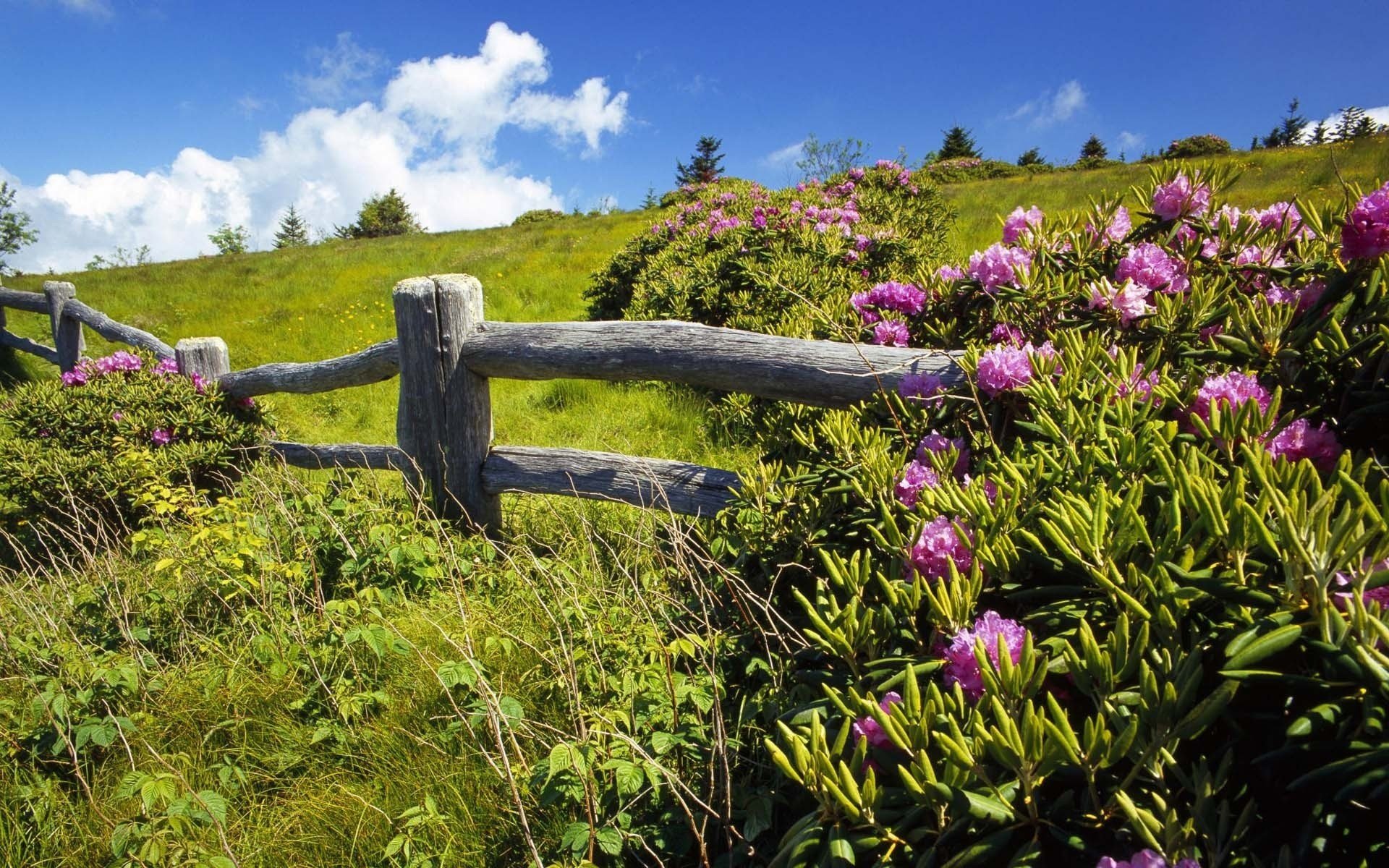 HD PC desktop wallpaper featuring a rustic wooden fence surrounded by vibrant pink flowers and lush green nature under a bright blue sky with scattered clouds.