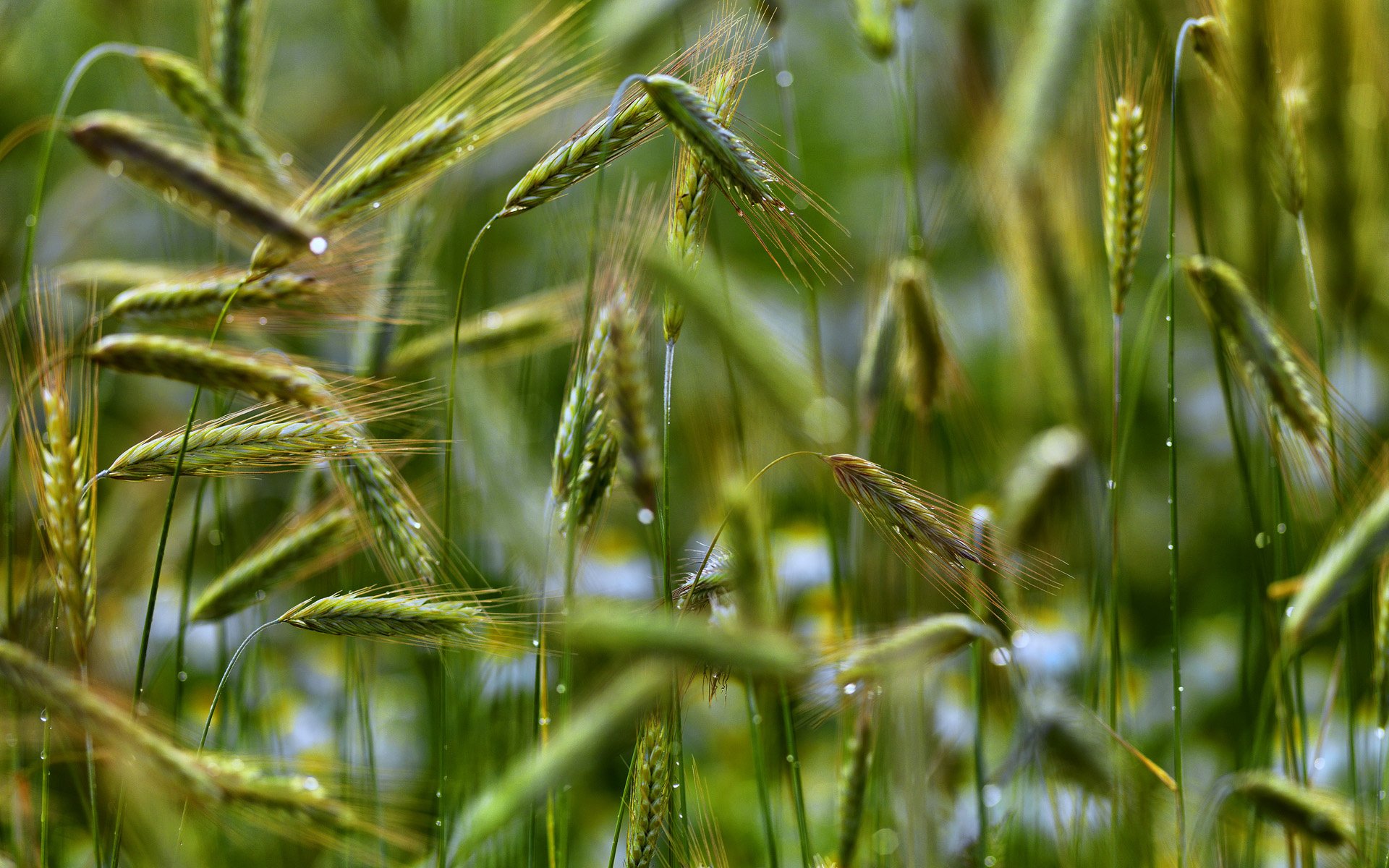 Download Nature Cornfield HD Wallpaper