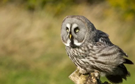 Animal Great grey owl HD Desktop Wallpaper | Background Image