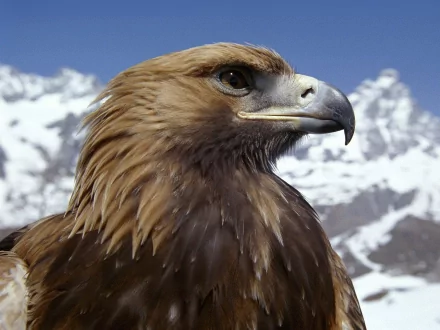 Animal eagle HD Desktop Wallpaper | Background Image