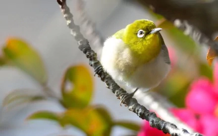 A fluffy, cute white-eye bird perched on a branch, surrounded by vibrant foliage and flowers, creating a charming natural scene for an HD PC desktop wallpaper.