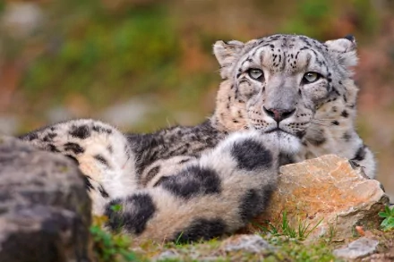 Snow leopard wildcat (Animal) reclining among rocks and grass — crisp 2K Quad HD PC desktop wallpaper and background.