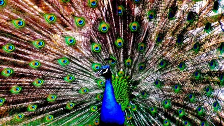 HD desktop wallpaper featuring a vibrant peacock displaying its colorful, eye-patterned feathers in full spread.