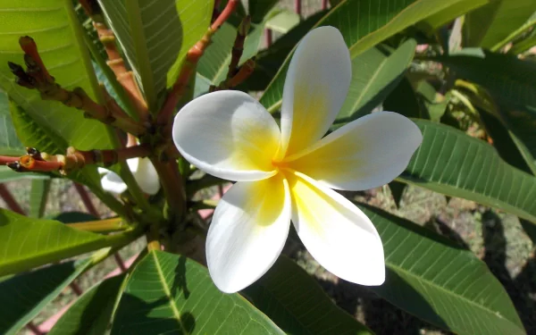 HD desktop wallpaper featuring a vibrant plumeria (frangipani) flower with white petals and yellow center amidst green leaves in natural sunlight.