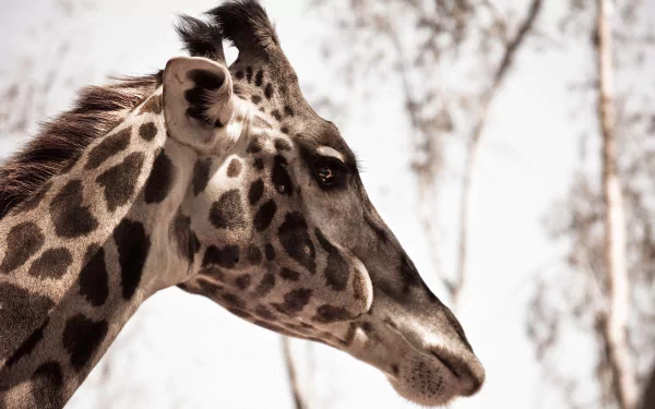 Animal giraffe HD Desktop Wallpaper | Background Image